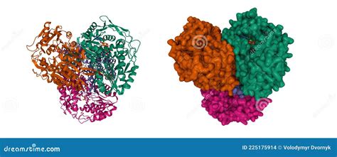 Structure Of Human Mitochondrial Aldehyde Dehydrogenase Complexed With NADH And Mg2+ Stock Photo ...