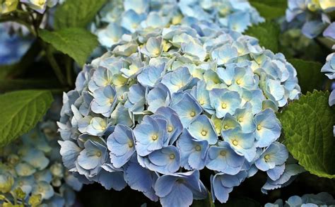 How To Get Your Hydrangeas To Turn Blue