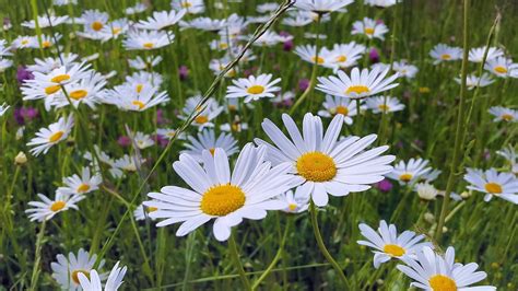 What is the Feverfew Plant and What is it Good For? - Garden and Happy