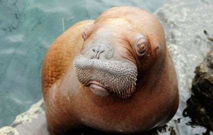 Baby Walruses: No Tusks, But Lots Of Cute | Baby Animal Zoo