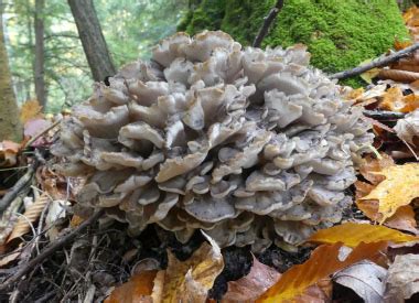 Hen Of The Woods Identification: Pictures, Habitat, Season & Spore Print | Grifola frondosa