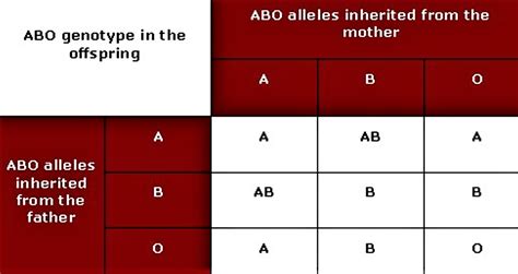 Human blood types explained, how do blood types work & blood types inheritance