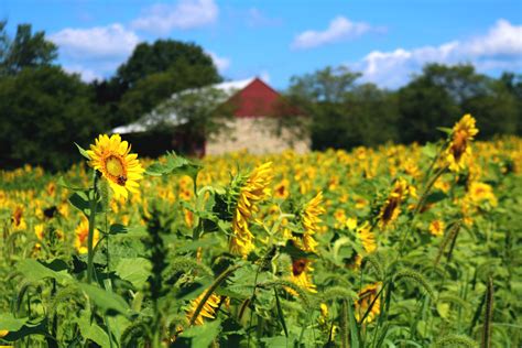 Fall on the Farm - Rodale Institute