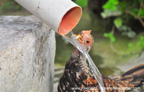 chicken beaks | Keeping Chickens Newsletter