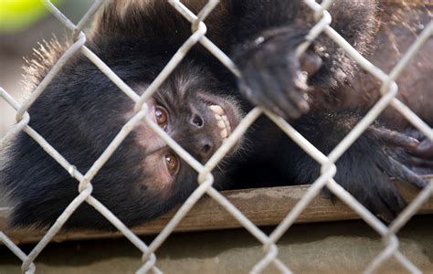 Screams, squawks and smiles: Animals, humans reunite as Santa Ana zoo ...