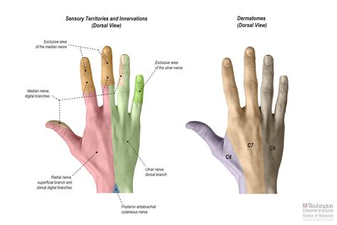 Dermatomes Arm Hand Anatomy