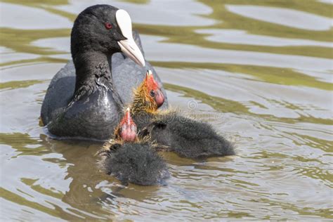 Baby Coots Being Fed on the Ornamental Pond, Southampton Common Stock Image - Image of pond ...