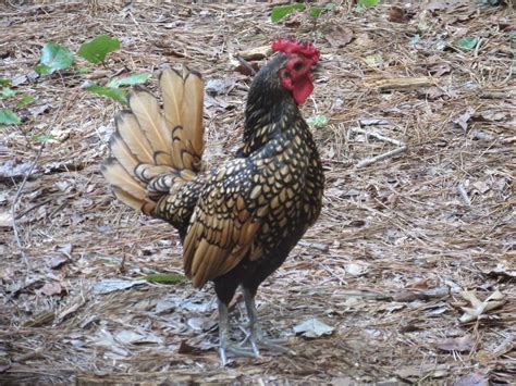 PrunePicker: John is given a banty rooster.