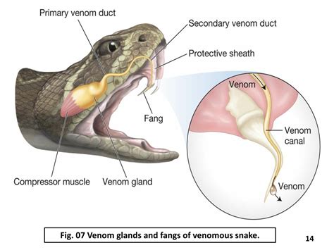 PPT - Snakes venom PowerPoint Presentation, free download - ID:10686773