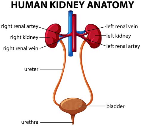 Show Me A Diagram Of The Kidneys