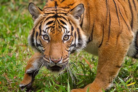 Endangered Species Sumatran Tiger Photograph by Louise Heusinkveld