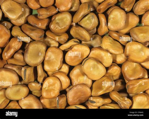 Broad bean seeds (Vicia faba Stock Photo - Alamy