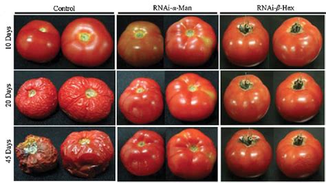 GMO: diagram - Science and Technology in the 1990s