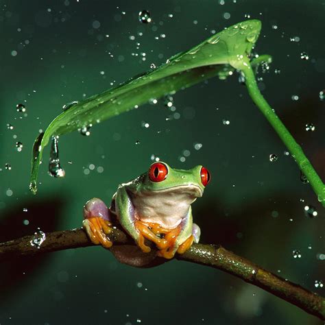 Tree Frog Wallpaper - WallpaperSafari