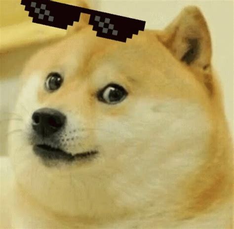 Deal With It Doge GIF - Deal With It Doge Thug Life - Discover & Share GIFs