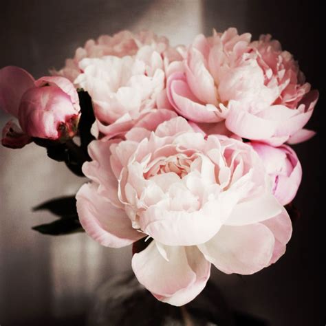 Pale pink peonies | Peonies, Flowers, Peony bouquet wedding