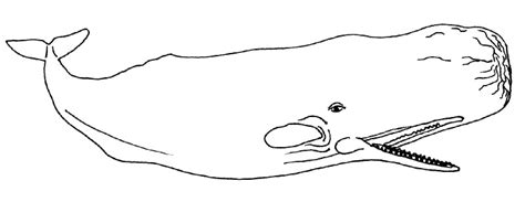 35 Sperm Whale Coloring Pages - Zsksydny Coloring Pages