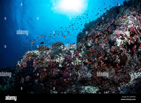 Coral reef scenery Stock Photo - Alamy