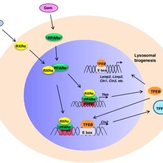 Acipimox An Overview ScienceDirect Topics, 56% OFF