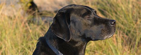 Labrador Retriever Rescue - finding loving homes for Labs