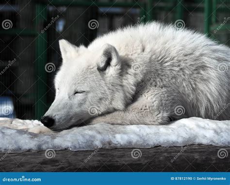 White Wolf Sleeping at the Snow Stock Photo - Image of canis, face ...