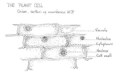 Onion Cells Diagram