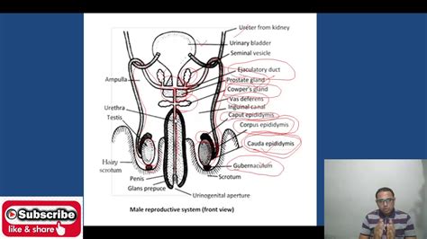 Gross Anatomy Male Reproductive System