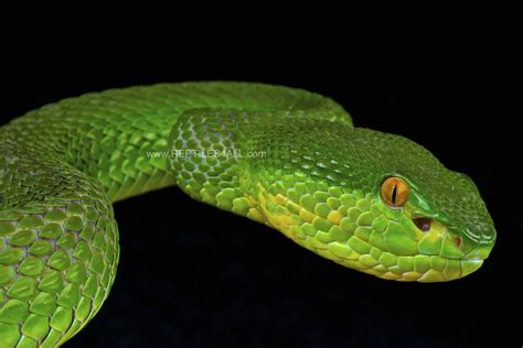 Bamboo viper / Trimeresurus albolabris | The bamboo viper is… | Flickr