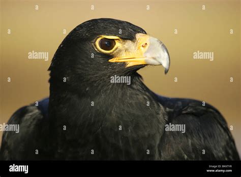 Head shot of Black or Verreauxs eagle, south africa Stock Photo - Alamy