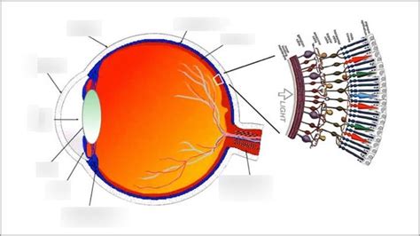 Pathway of light through the eye Diagram | Quizlet