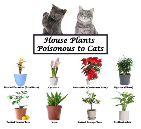 Which Plants are Poisonous to Family Pets? - Animal Care Center