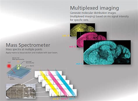 Imaging Mass Spectrometry | SHIMADZU DEUTSCHLAND