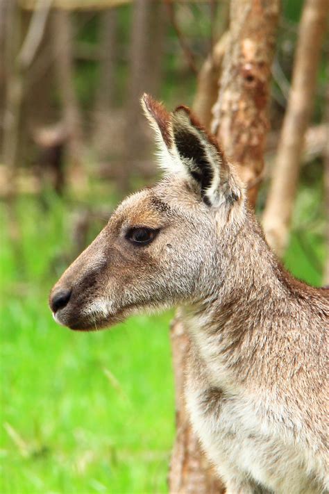 Eastern Grey Kangaroo | JuzaPhoto