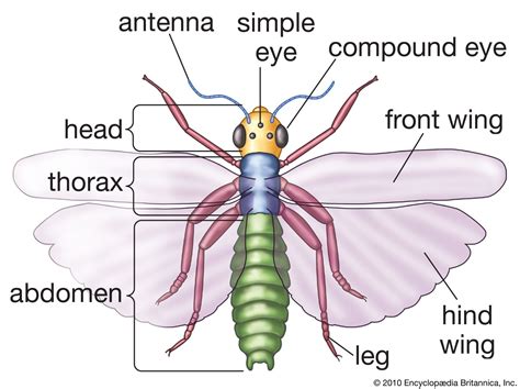 Butterfly Anatomy Insect Anatomy, Eye Anatomy, Vw Beetle Parts, Insect ...