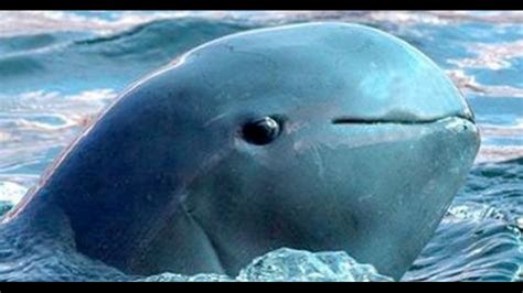 San Diego Zoo saves viable cells from endangered Vaquita Porpoise ...