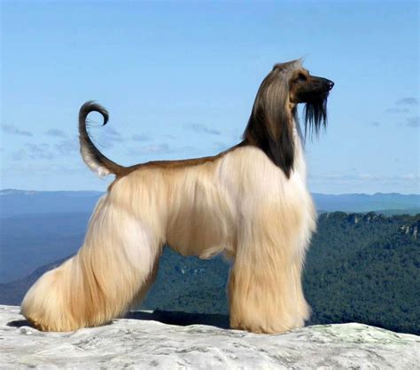 Pictures of Afghan Hound Dog - Dog Breeders Guide