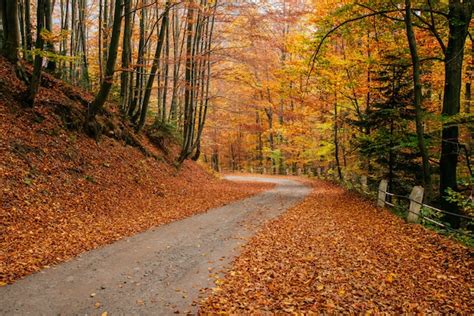 Premium Photo | Autumn road landscape