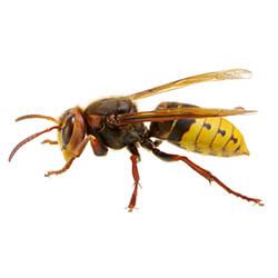 Hornets | Facts & Identification, Control & Prevention