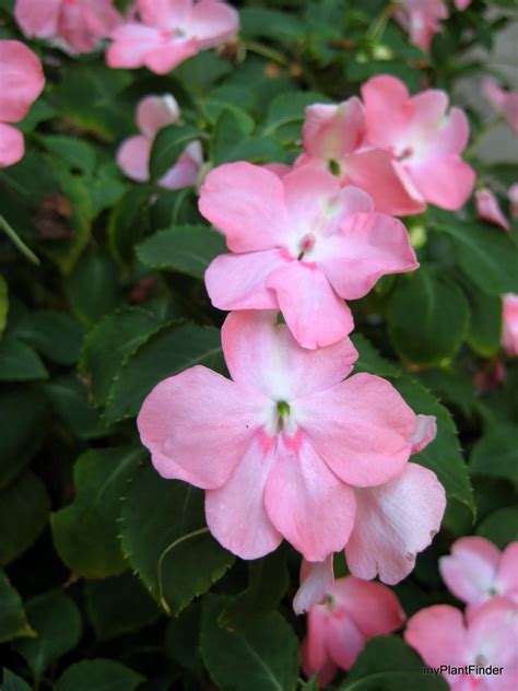 MY PLANT FINDER | Plant Guide: Impatiens walleriana cvs.