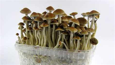 Simple Steps To Fungi Wonder: Magic Mushroom Kits Canada Edition - Leaders In Dubai