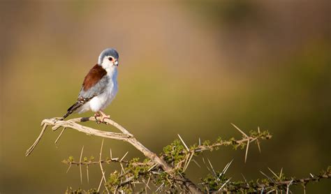 Pygmy falcon facts, distribution & population | BioDB