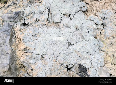 Crottle or Cudbear Lichen, Ochrolechia tartarea, Wales, UK Stock Photo - Alamy