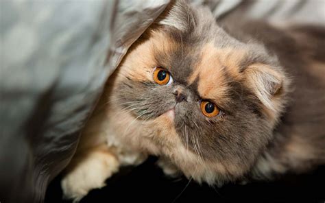 El Gato exótico es una raza de gato que tiene la complexión del gato ...