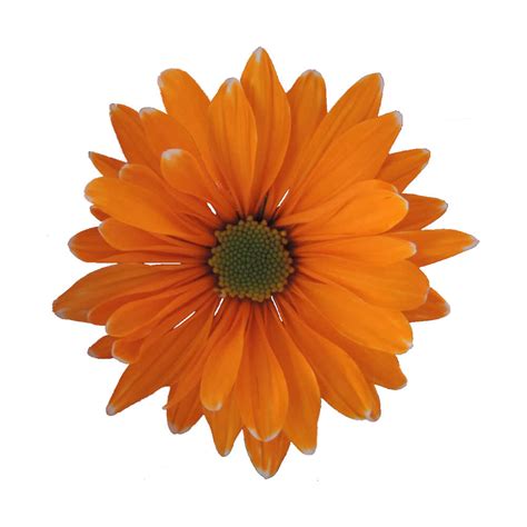 Orange Neon Tinted Daisy Chrysanthemums Flower - Uniflor