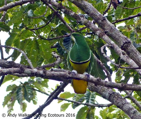 A.W.Birder: Always on the lookout for fine birds...: New Caledonian Endemic Birds