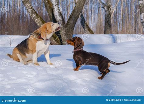 Perro Beagle Jugando Con Un Cachorro Dachshund Foto de archivo - Imagen de purebred, bosque ...