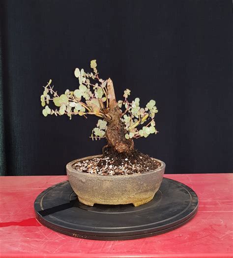 Eucalyptus as Bonsai | Wattos Bonsai Blog