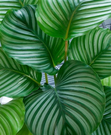 Orbit Peacock Plant - Calathea orbifolia - Easy House Plant - 4" Pot ...