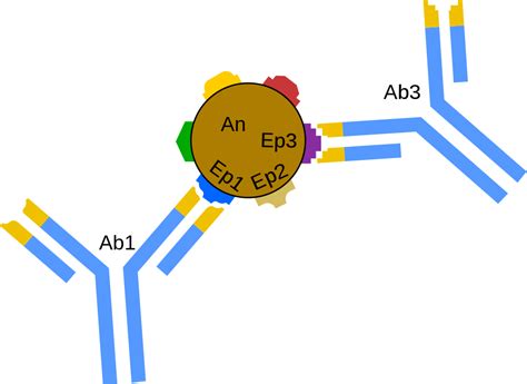 Free Antigen Cliparts, Download Free Antigen Cliparts png images, Free ClipArts on Clipart Library