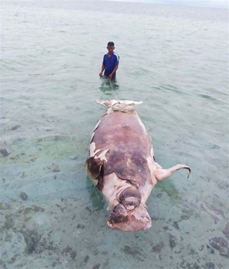 Dugong found dead in Sagay reef